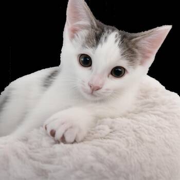 Dottie -  Domestic Short Hair Cat for Adoption in Bel Air, Maryland - Dottie | PetCurious