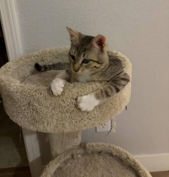 Annabelle -  Domestic Short Hair Cat for Adoption in Penryn, California - Annabelle | PetCurious