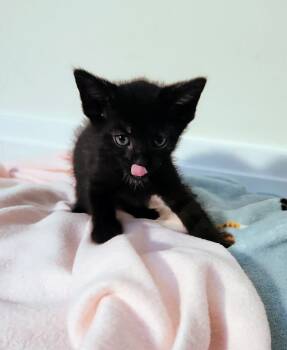 Rescue Domestic Short Hair Cats for Adoption in Chapel Hill, North Carolina - Boysenberry | PetCurious