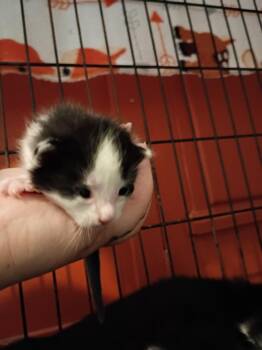 Biscuit -  Domestic Short Hair Cat for Adoption in Hardeeville, South Carolina - Biscuit | PetCurious