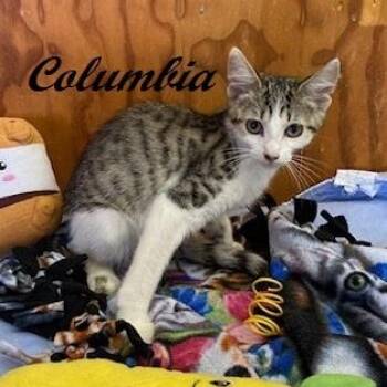 Columbia -  Tabby Cat for Adoption in Southern Pines, North Carolina - Columbia | PetCurious