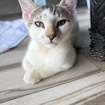 Luey -  Domestic Short Hair Cat for Adoption in Sunrise, Florida - Luey | PetCurious