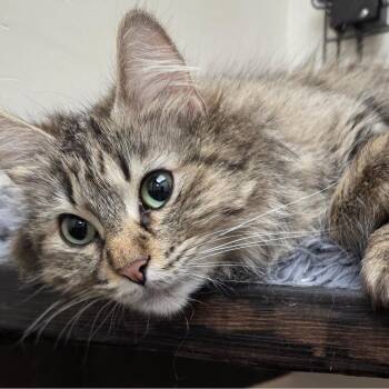 Miracle -  Tabby Cat for Adoption in Medford, Massachusetts - Miracle | PetCurious