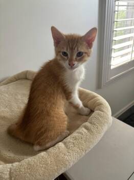 Stan -  Domestic Short Hair and Tabby Cat for Adoption in Utica, Michigan - Stan | PetCurious