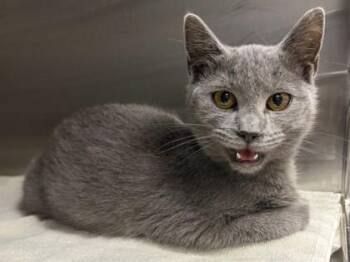 Fleece -  Domestic Short Hair Cat for Adoption in Watkinsville, Georgia - Fleece | PetCurious