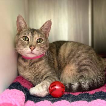 Domestic Short Hair Cats Available for Adoption in Fairport, New York - Dusty | PetCurious