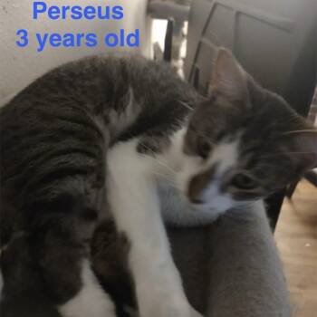 Tabby Cats Available for Adoption - Perseus | PetCurious