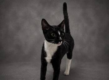 Domestic Short Hair Cats Available for Adoption in Winter Haven, Florida - IVORY | PetCurious