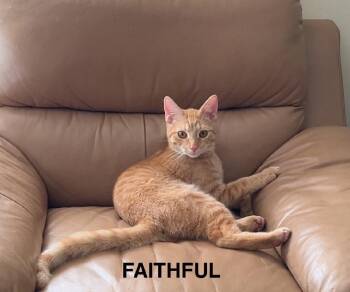 Rescue Domestic Short Hair Cats for Adoption in New York, New York - FAITHFUL N. - Sweet Creamsicle Boy | PetCurious