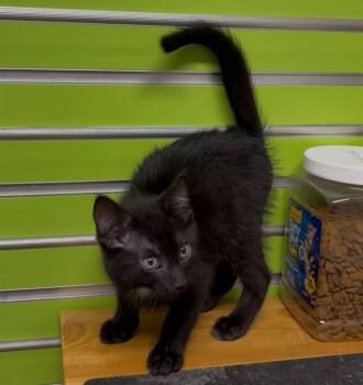 KEVIN -  Domestic Short Hair Cat for Adoption in St. Peters, Missouri - KEVIN | PetCurious