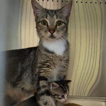Monet -  Domestic Short Hair Cat for Adoption in Asheville, North Carolina - Monet | PetCurious
