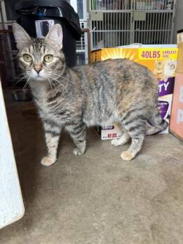 Margie -  Domestic Short Hair Cat for Adoption in Lafayette, Colorado - Margie | PetCurious