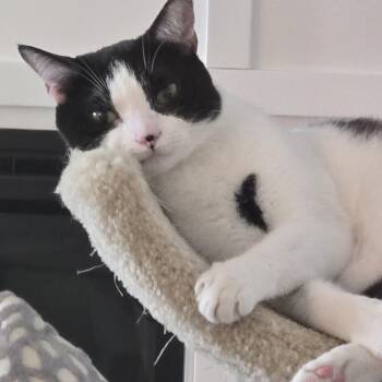 Domestic Short Hair Cats Available for Adoption in West Palm Beach, Florida - Cue Ball | PetCurious