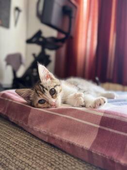Miss Luna Toes -  Domestic Short Hair Cat for Adoption in Los Angeles, California - Miss Luna Toes | PetCurious