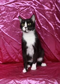 Rescue Domestic Short Hair Cats for Adoption in Rock Falls, Illinois - Rapunzel | PetCurious