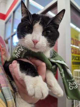 Domestic Short Hair Cats Available for Adoption - Butters | PetCurious