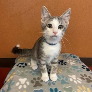 Irving -  Domestic Short Hair Cat for Adoption in Rochester, Minnesota - Irving | PetCurious