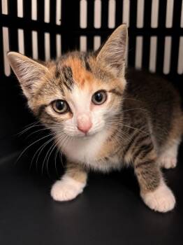 Domestic Short Hair Cats Available for Adoption in Trenton, New Jersey - Nora | PetCurious