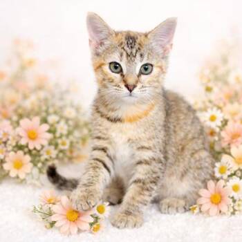 Chamomile -  Domestic Short Hair Cat for Adoption in Wilkesboro, North Carolina - Chamomile | PetCurious
