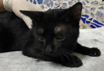 Domestic Short Hair Cats Available for Adoption in Pensacola, Florida - DORIAN | PetCurious