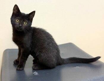 Kitten Juno -  Domestic Short Hair Cat for Adoption in Seal Beach, California - Kitten Juno | PetCurious