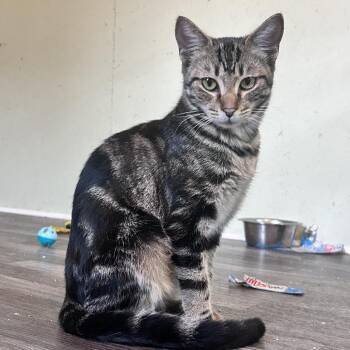 Prim -  Domestic Short Hair Cat for Adoption in Newborn, Georgia - Prim | PetCurious