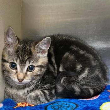 Opossum -  Domestic Short Hair Cat for Adoption in Newark, New Jersey - Opossum | PetCurious