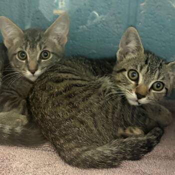 Mr.Dinkles -  Domestic Short Hair Cat for Adoption in East Hanover, New Jersey - Mr.Dinkles | PetCurious
