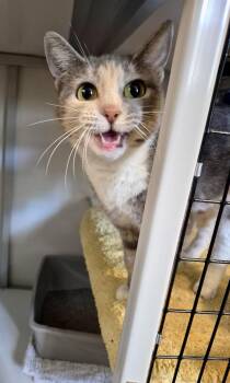 Stella -  Domestic Short Hair Cat Available for Adoption - Stella | PetCurious