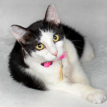 CHECKERS -  Domestic Short Hair Cat for Adoption in St. Louis, Missouri - CHECKERS | PetCurious