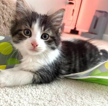Maine Coon Cats Available for Adoption in Ypsilanti, Michigan - Fava  | PetCurious