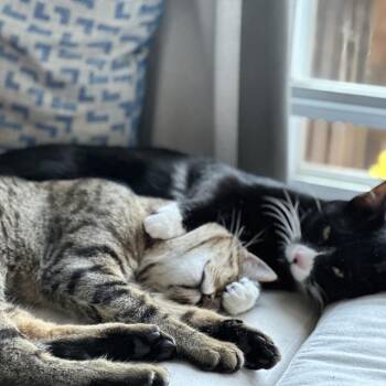 Streudel -  Domestic Short Hair Cat for Adoption in Washington, District Of Columbia - Streudel | PetCurious