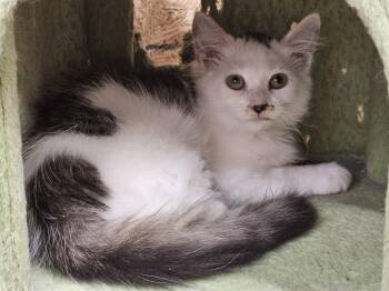 Muffy -  Domestic Long Hair Cat for Adoption in Richmond, Virginia - Muffy | PetCurious