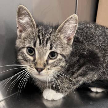 Domestic Short Hair Cats Available for Adoption in Washburn, Missouri - Peterbilt | PetCurious