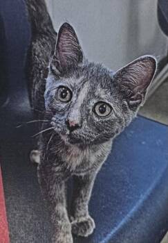 Domestic Short Hair Cats Available for Adoption in Fort Madison, Iowa - Albacore | PetCurious