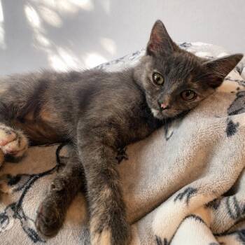 Ashley -  Domestic Short Hair Cat for Adoption in Los Angeles, California - Ashley | PetCurious