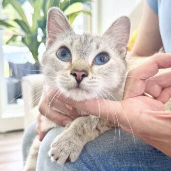 Daenarys (prev: snowball) -  Domestic Short Hair Cat for Adoption in Chapel Hill, North Carolina - Daenarys (prev: Snowball) | PetCurious