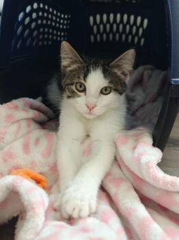 Daisy -  Domestic Short Hair Cat for Adoption in Boone, Iowa - Daisy | PetCurious