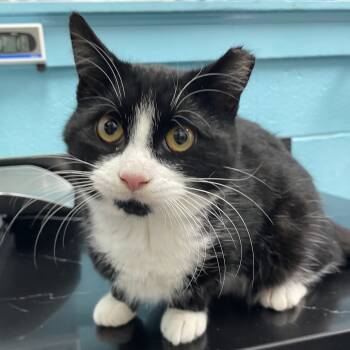 Rescue Domestic Short Hair Cats for Adoption in Philadelphia, Pennsylvania - Dave (Bananas) | PetCurious