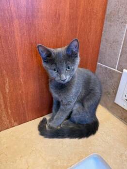 Meeko (polydactyl & bonded with Nooba) -  Domestic Short Hair Cat for Adoption in Pickering, Ontario - Meeko (polydactyl & Bonded With Nooba) | PetCurious