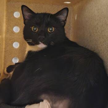 Domestic Short Hair Cats Available for Adoption - Lagoon | PetCurious