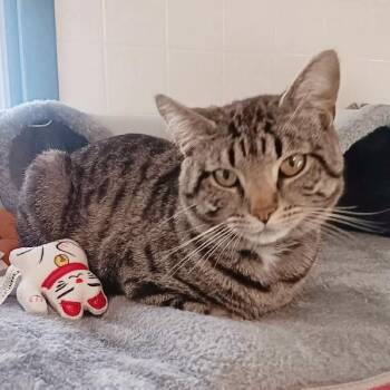 Domestic Short Hair Cats Available for Adoption in Seymour, Indiana - MOMOA | PetCurious