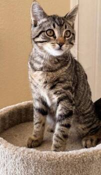 Kingston -  Tabby and Domestic Short Hair Cat for Adoption in San Luis Obispo, California - Kingston | PetCurious