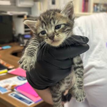 Lyric -  Domestic Short Hair Cat for Adoption in Corpus Christi, Texas - Lyric | PetCurious
