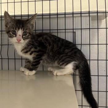 Scaredy Cat -  Domestic Short Hair Cat for Adoption in Columbiana, Alabama - Scaredy Cat | PetCurious