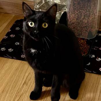 RAISEN -  Tuxedo Cat for Adoption - RAISEN | PetCurious
