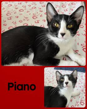 Rescue Domestic Short Hair and Tuxedo Cats for Adoption in Fort Worth, Texas - Piano | PetCurious