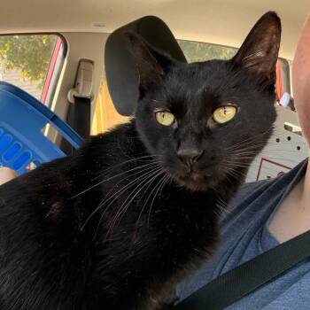 Diego -  Domestic Medium Hair Cat for Adoption in Indianapolis, Indiana - Diego | PetCurious