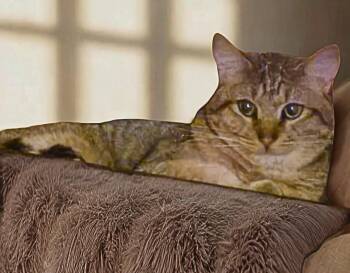 Rescue Domestic Short Hair Cats for Adoption in Rossville, Maryland - Pretzel | PetCurious