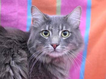 Domestic Long Hair Cats Available for Adoption in Portland, Oregon - Spencer Agnew | PetCurious